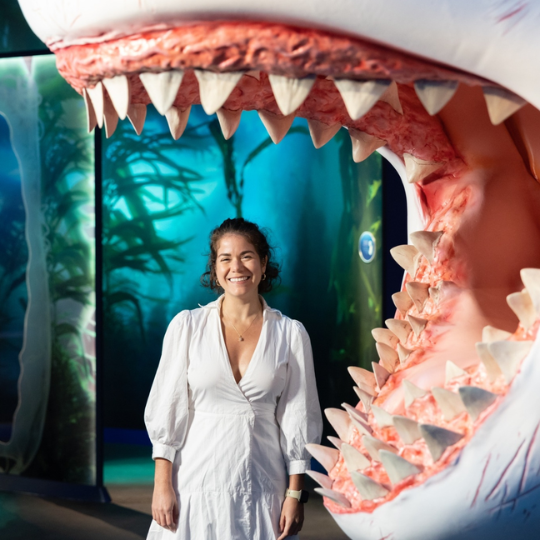 Wild shark science 540px